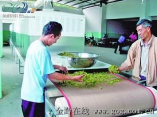 高效節能的微波茶葉烘干機 提升制茶品質的新選擇